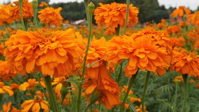 倾斜移位透镜中的橙色花